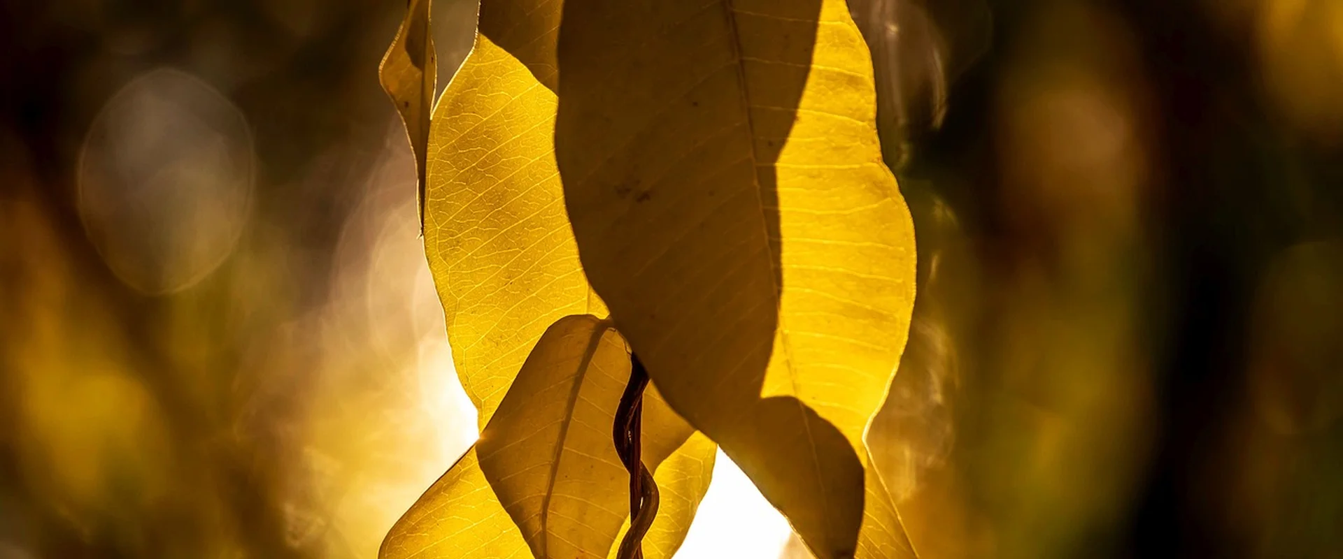 足球投注PG电子